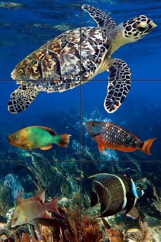"Reef Friends"