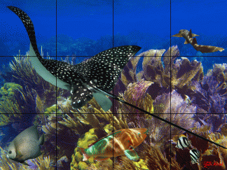 "Reef Garden"