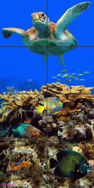 "Reef Top Flyer"