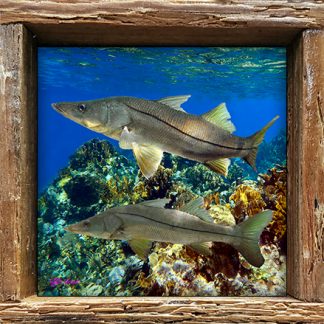 "Snook on the Reef"