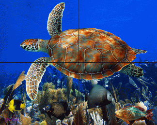 "Soaring Turtle"