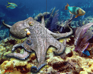 "Strolling on the Reef"