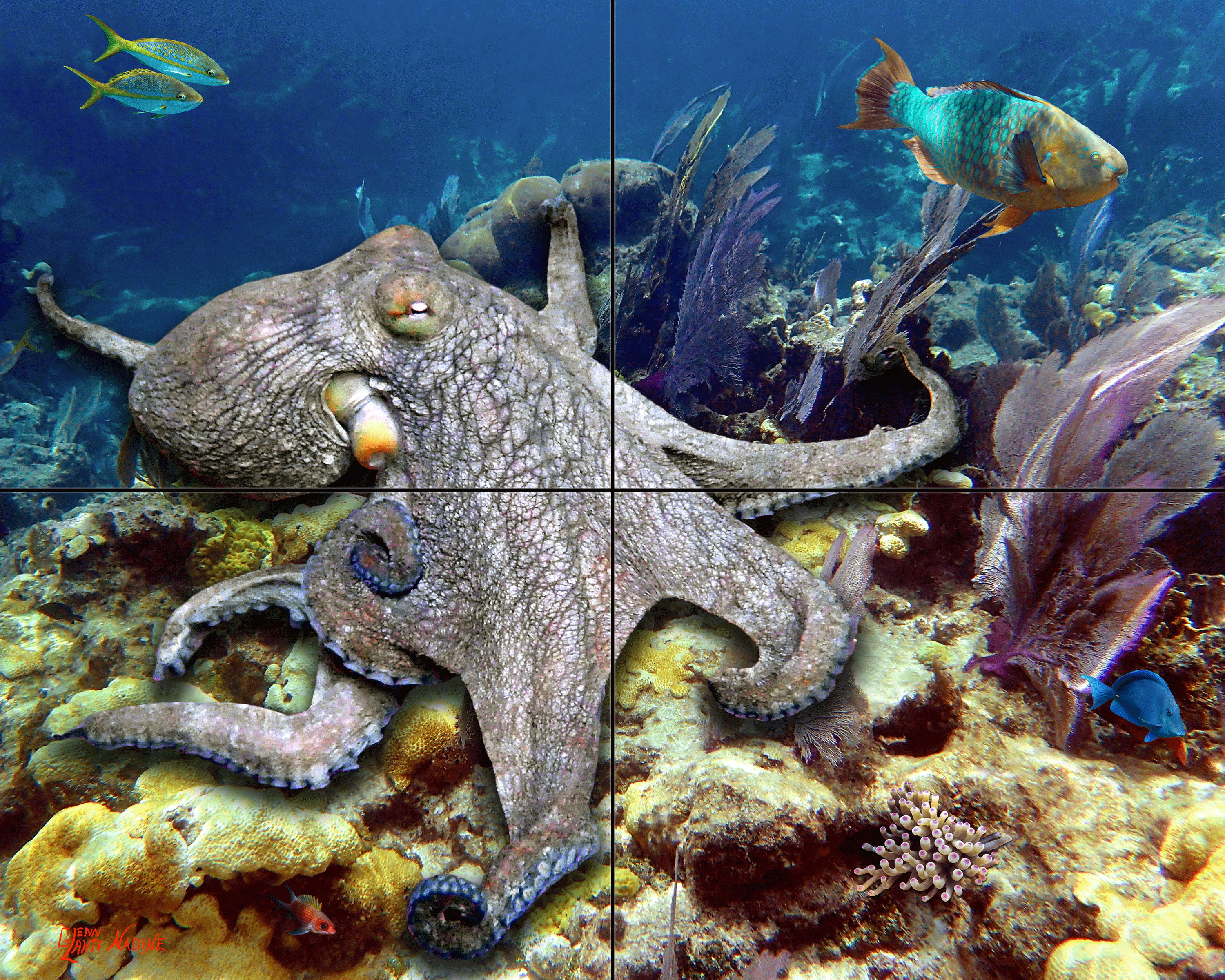 "Strolling on the Reef"