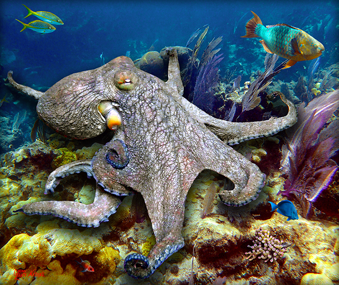 "Strolling on the Reef"