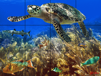 "Swimming Hawksbill Turtle"