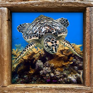 "Turtle #28"