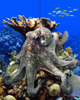 "The Kraken"
