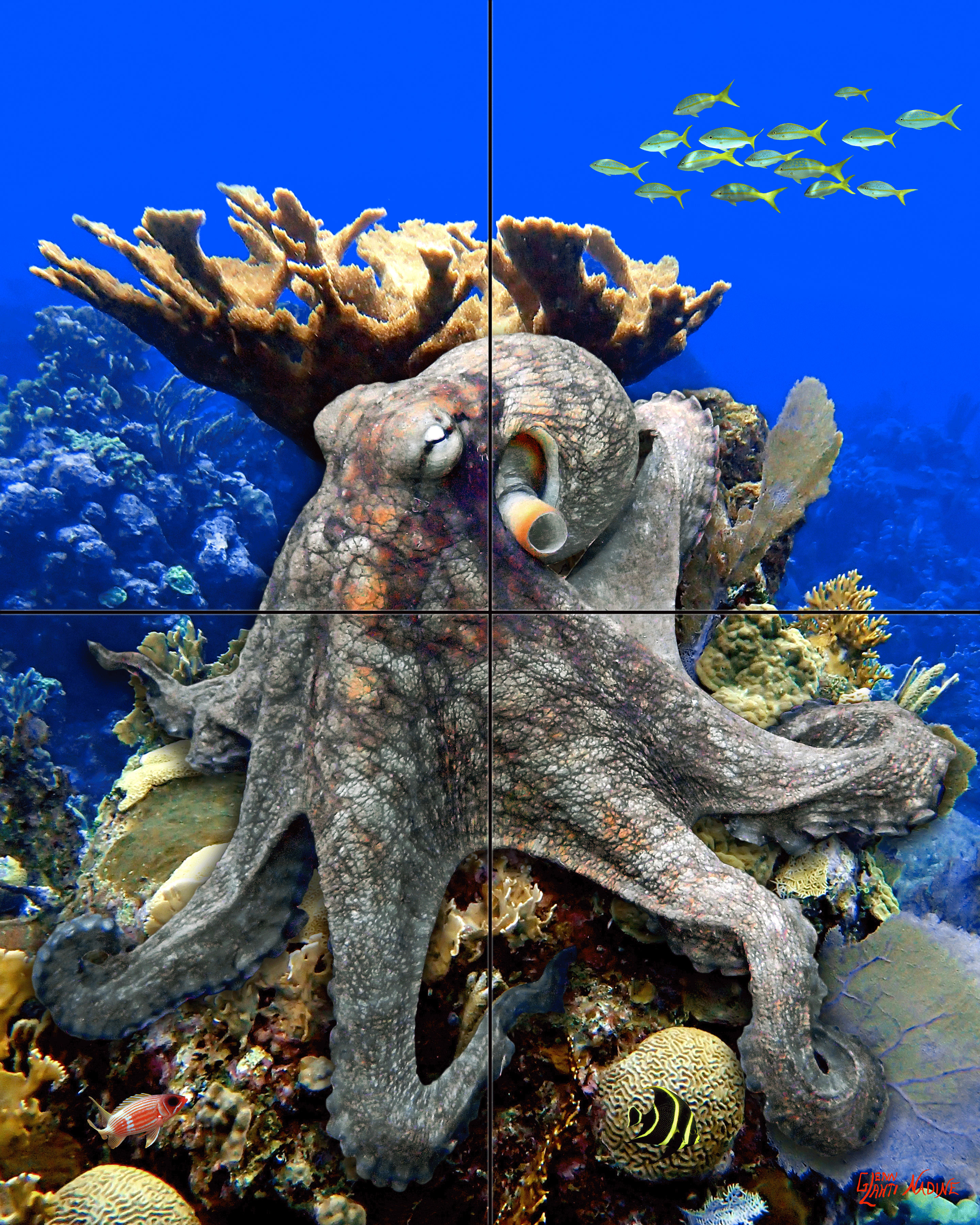 "The Kraken"