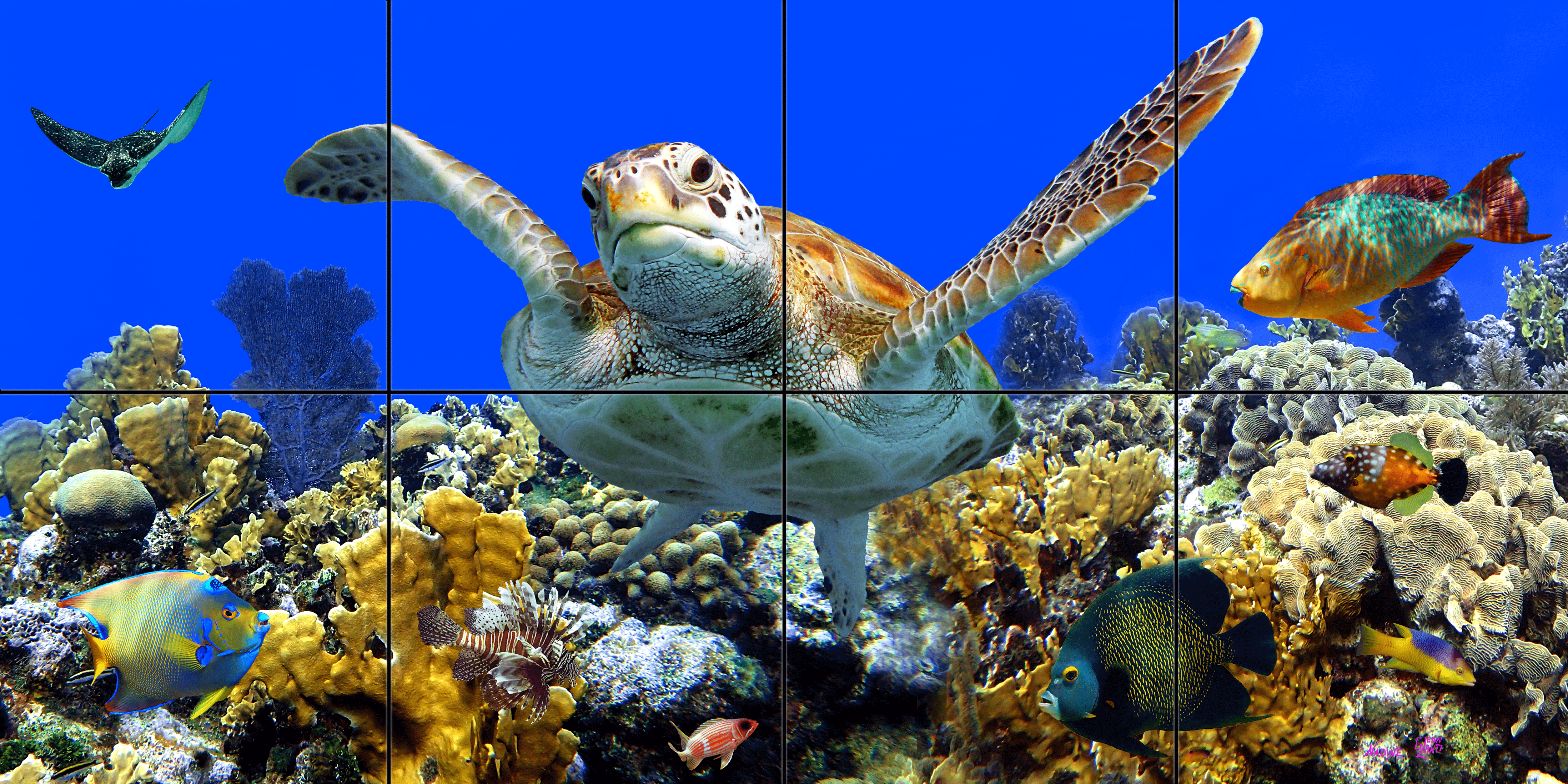 "Top of the Reef"