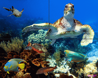 "Tortuga Reef"