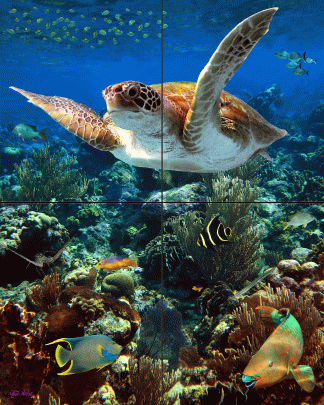 "Traveling Tortuga"