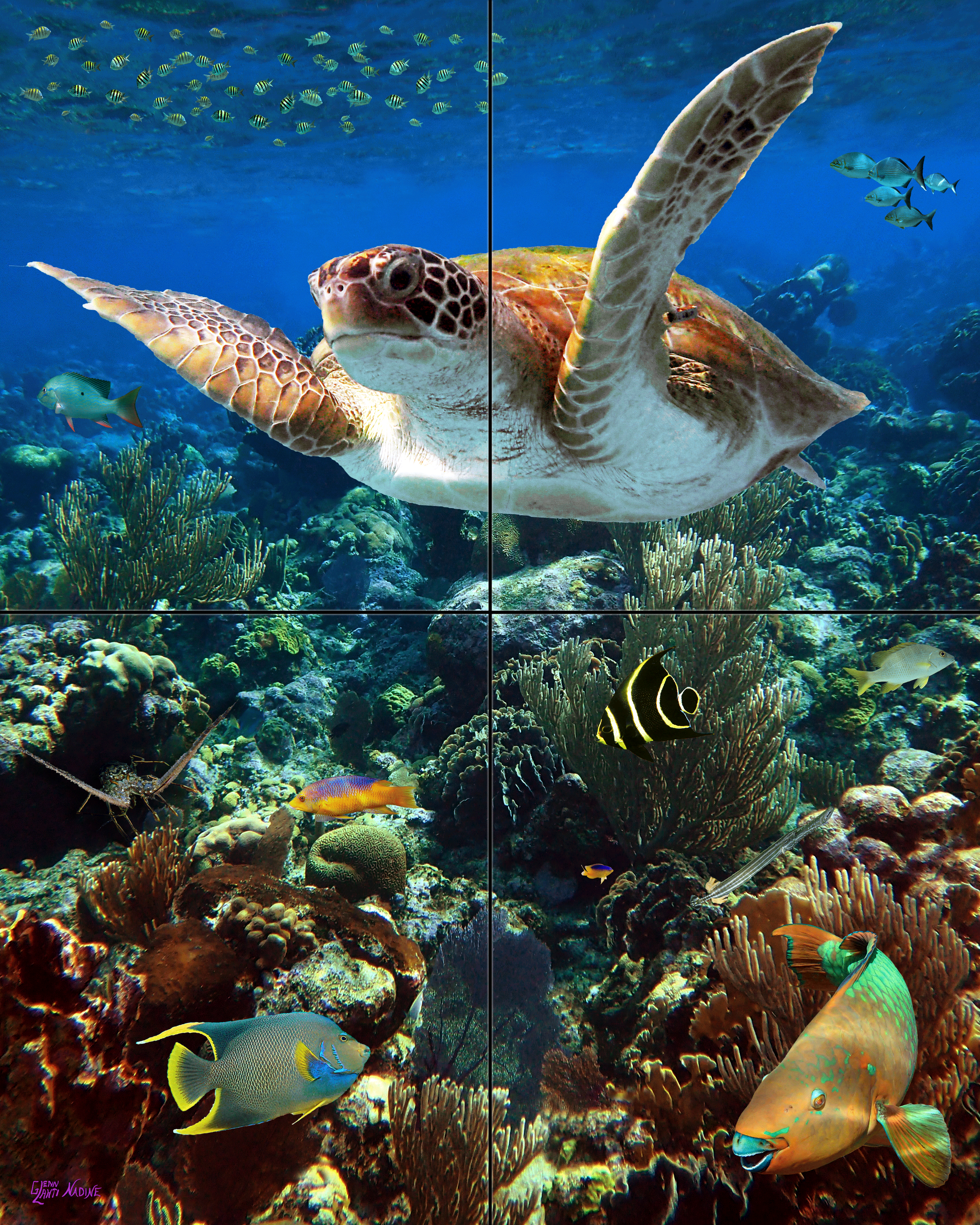 "Traveling Tortuga"