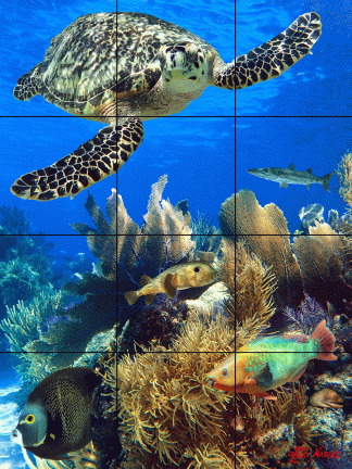 "Tropical Reef"