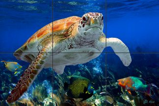 "Turtle and Friends"