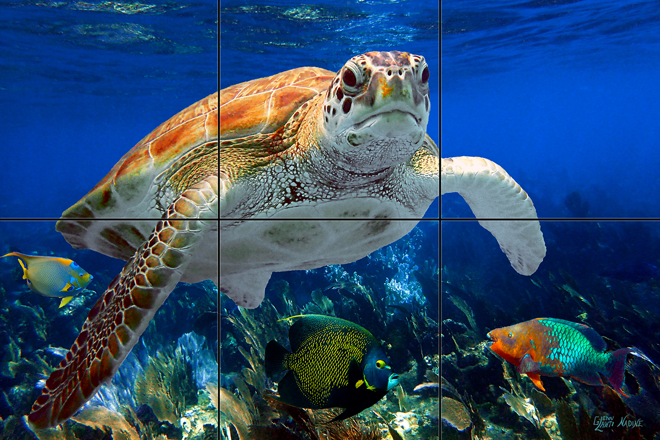 "Turtle and Friends"