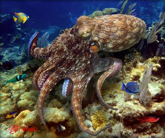 "Wandering Octopus"