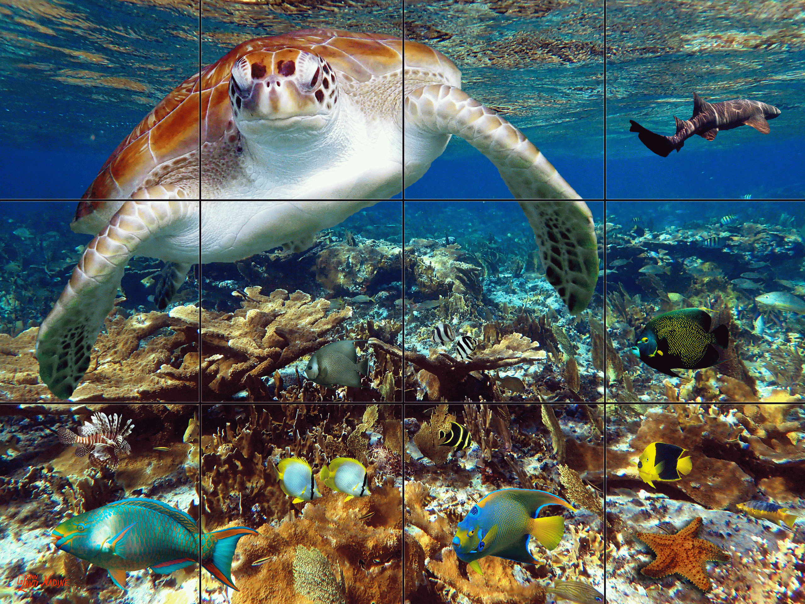 "West End Reef"