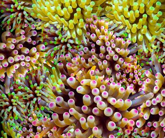"Anemone"