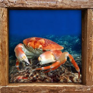 "Bat Crab"
