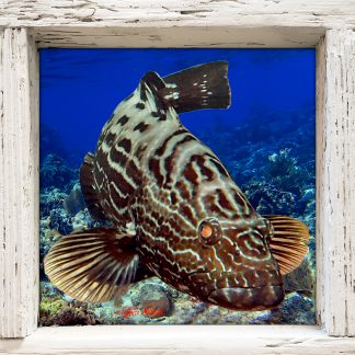 "Black Grouper"