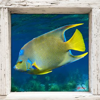 "Blue Angelfish"
