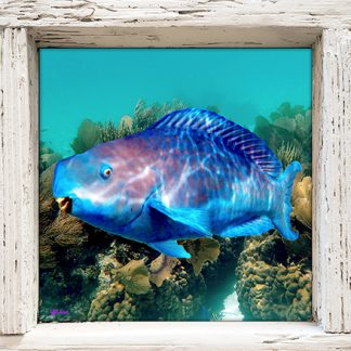 "Blue Bull Parrotfish"