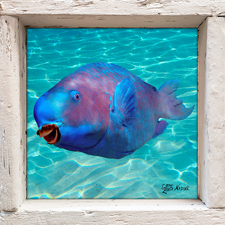 "Blue Coral Cruncher"