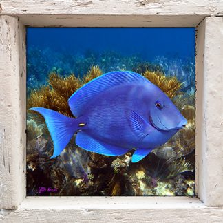 "Blue Tang"