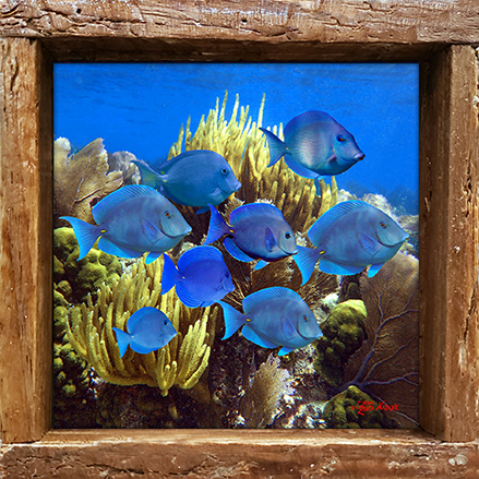 "Blue Tang School"