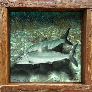 "Bonefish Pair in the Sand"