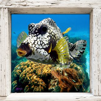 "Boxfish and Coral Head"