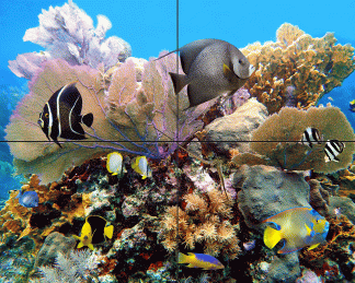 "Coral Head Reef with Seafans"