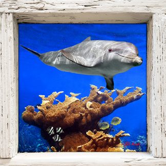 "Dolphin and Butterflies"