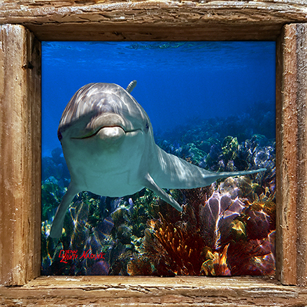 "Dolphin at Carysfort"