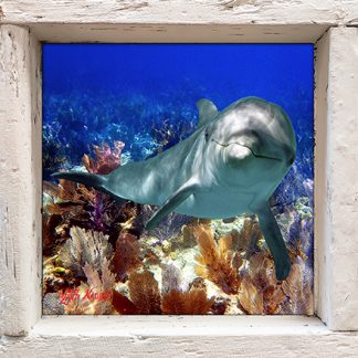 "Dolphin at Grecian Rocks"