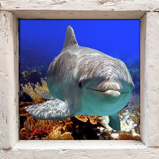 "Dolphin at Pickles Reef"