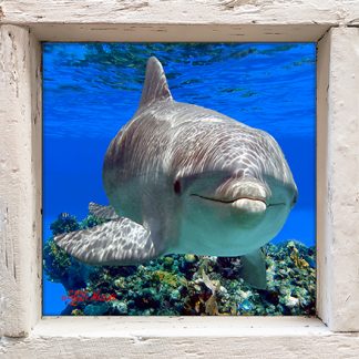 "Dolphin Close Up"