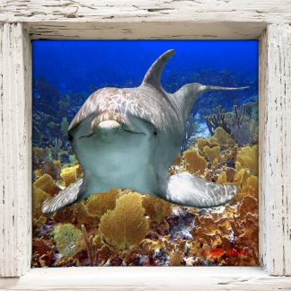 "Dolphin in the Bahamas"