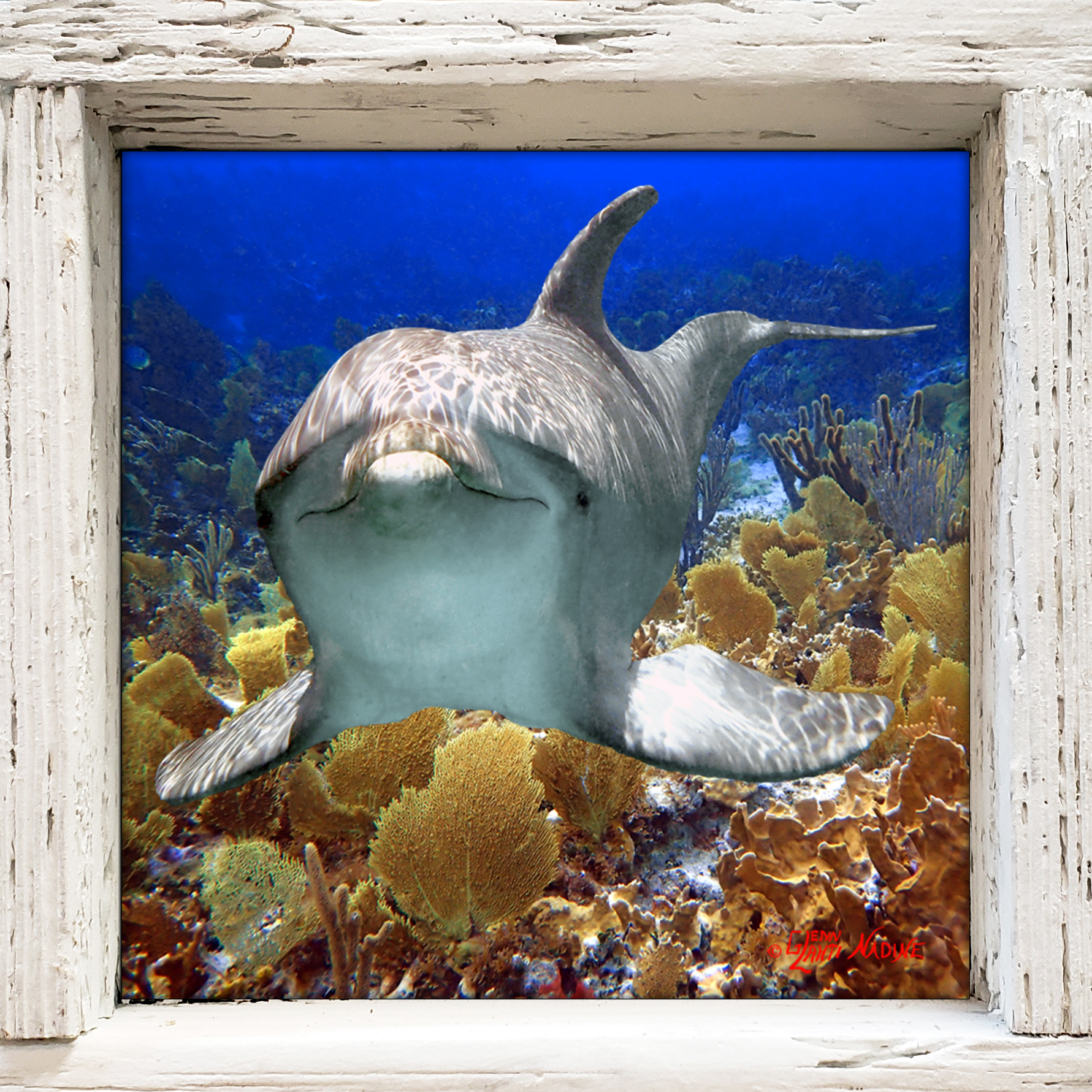 "Dolphin in the Bahamas"