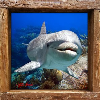 "Dolphin in the Depths"