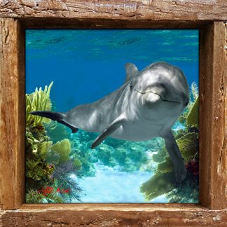 "Dolphin in the Shallows"