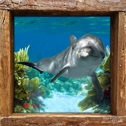 "Dolphin in the Shallows"