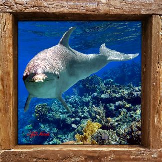 "Dolphin Near the Reef"