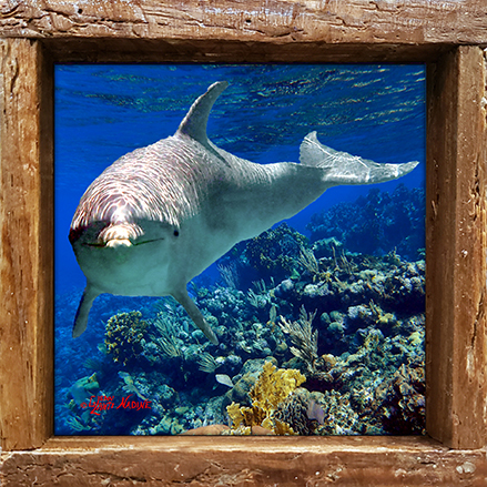"Dolphin Near the Reef"