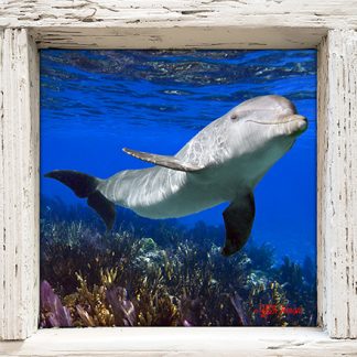 "Dolphin on the Dropoff"