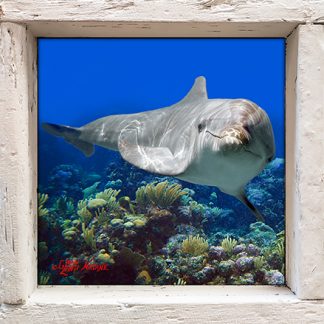 "Dolphin on the Reef"
