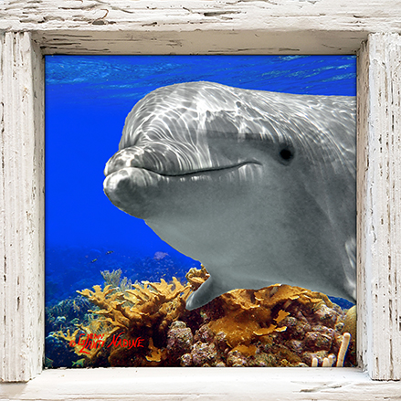 "Dolphin Over Elkhorn Coral"