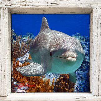 "Dolphin Over Sponges"
