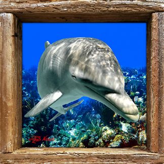 "Dolphin Over the Corals"