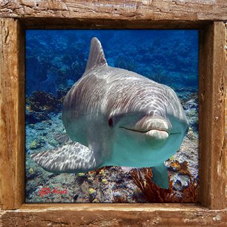 "Dolphin Over the Ledge"